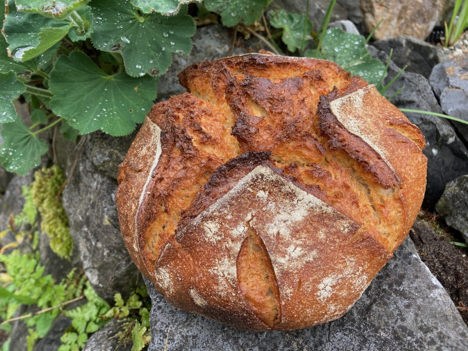 Dinkel-Joghurt-Hafer-Brot – Wildes Brot