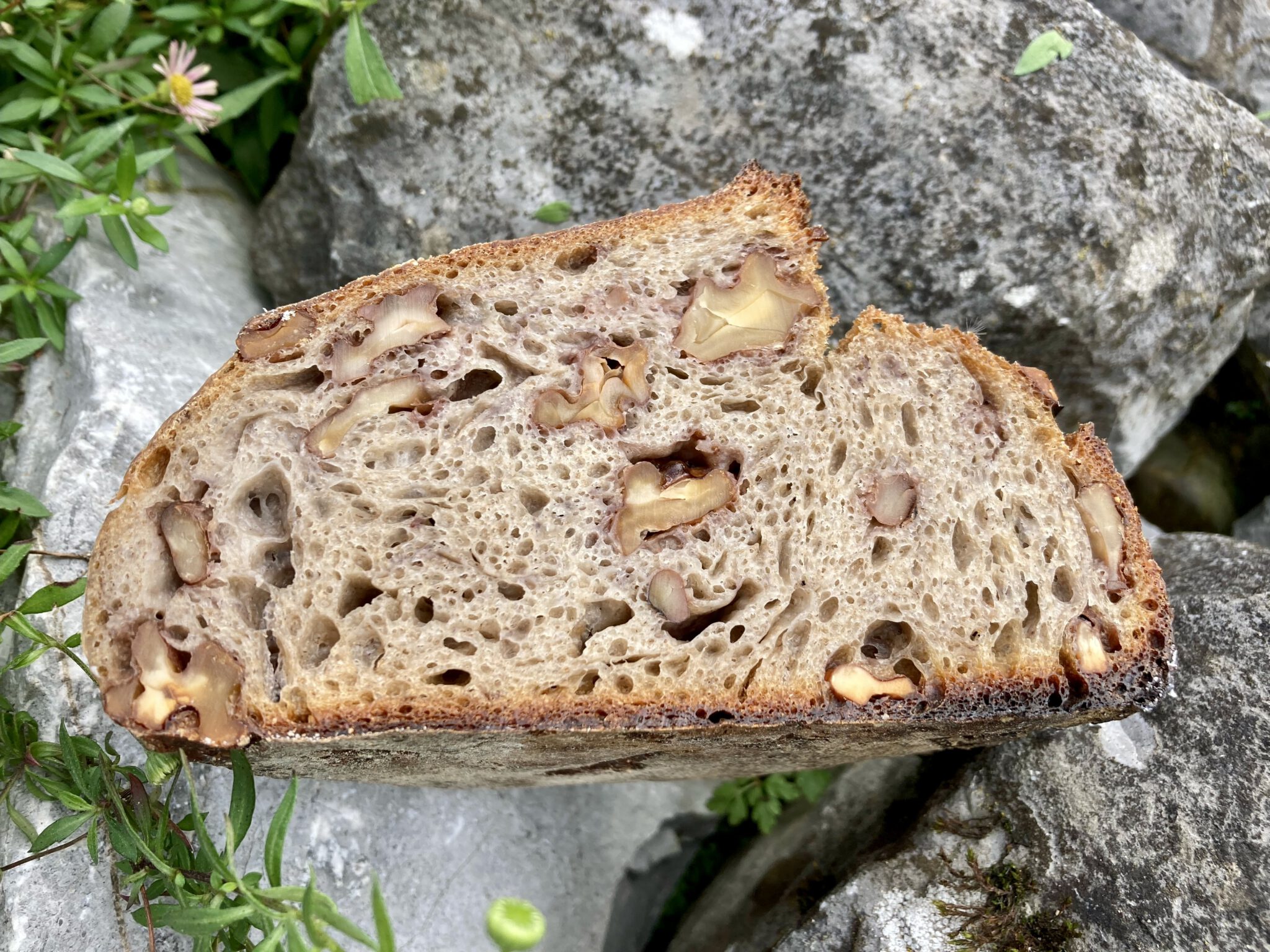 Dinkel-Birne-Walnuss – Wildes Brot